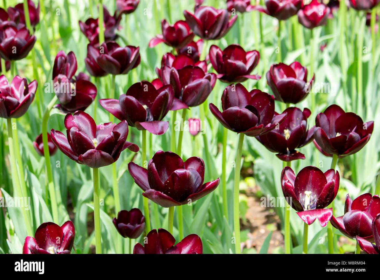 Vino de color rojo oscuro granate grupo de tulipanes, tulipanes de  variedades cultivadas de color oscuro casi negro. Flores de tulipanes fondo  de pantalla Fotografía de stock - Alamy