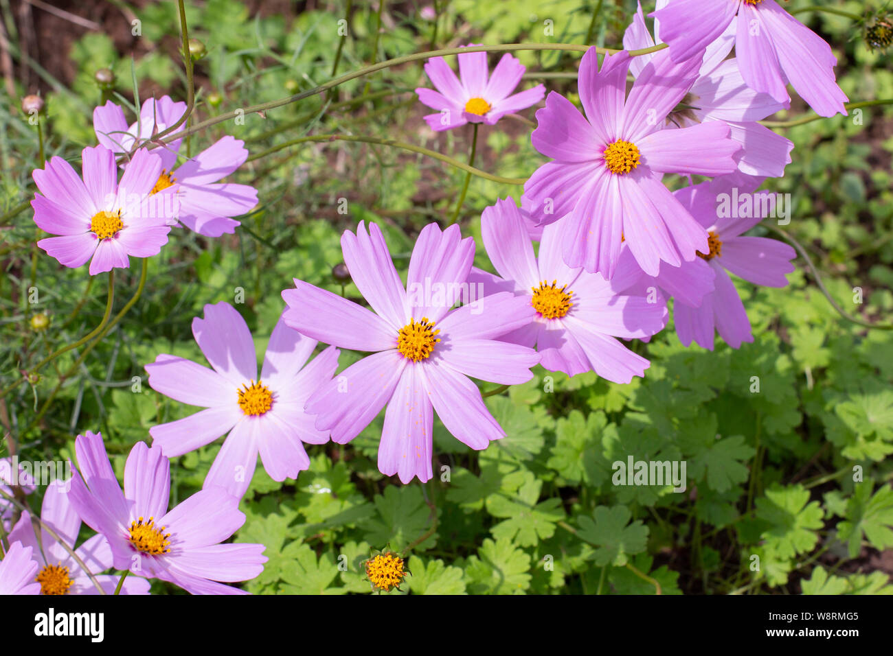 Cosmos cabezas de flores, flor anual Astra Cosmos. Un montón de flores de color  lila rosado, fondo de pantalla Fotografía de stock - Alamy