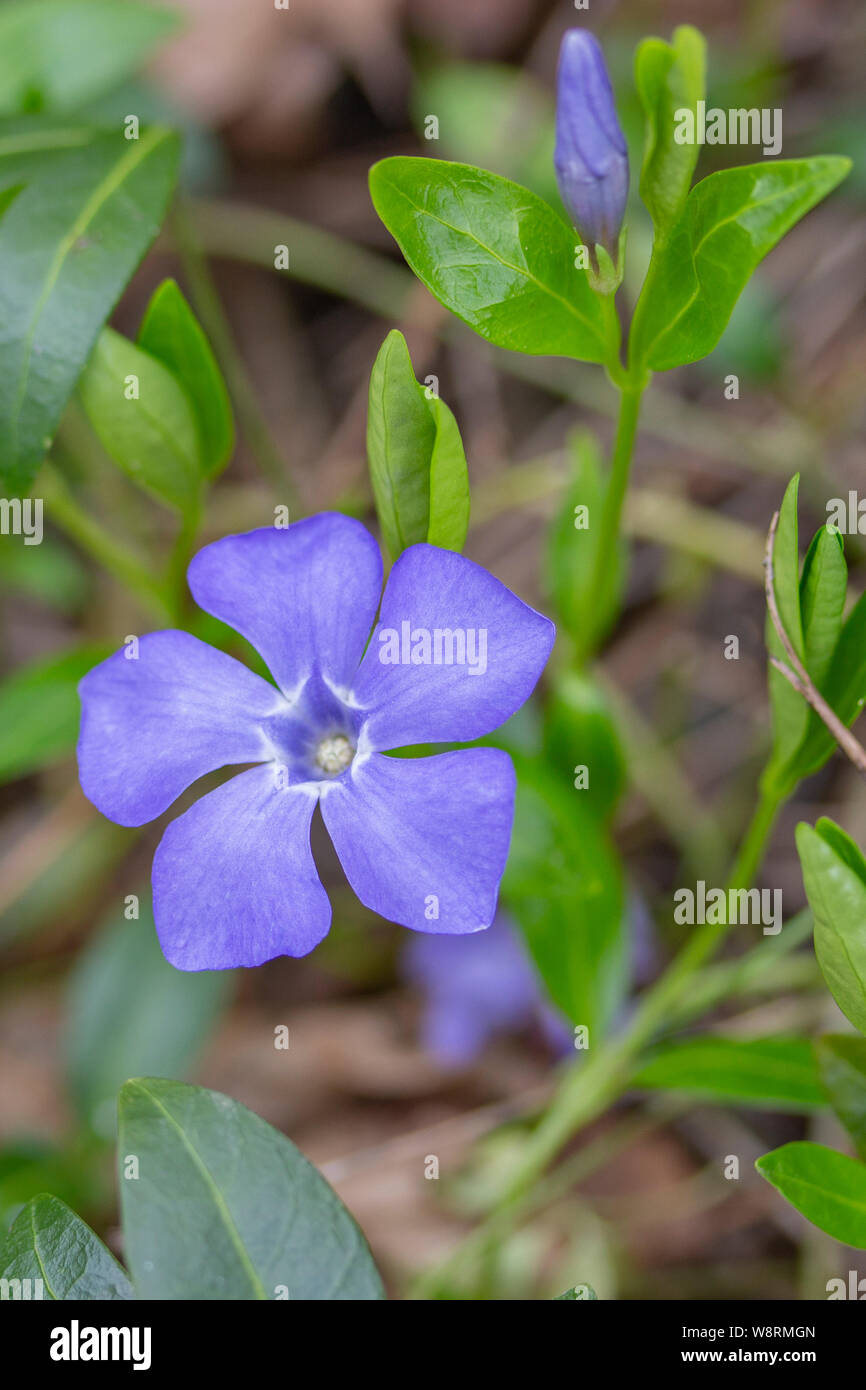 Bígaro Pequeño Vinca Minor Flor De Genciana Flor Azul Con 5 Pétalos Bud Con Hojas En La Naturaleza Wild Azul Miosota Flor Violeta Sobre Un Delgado Stal Fotografía De Stock Alamy