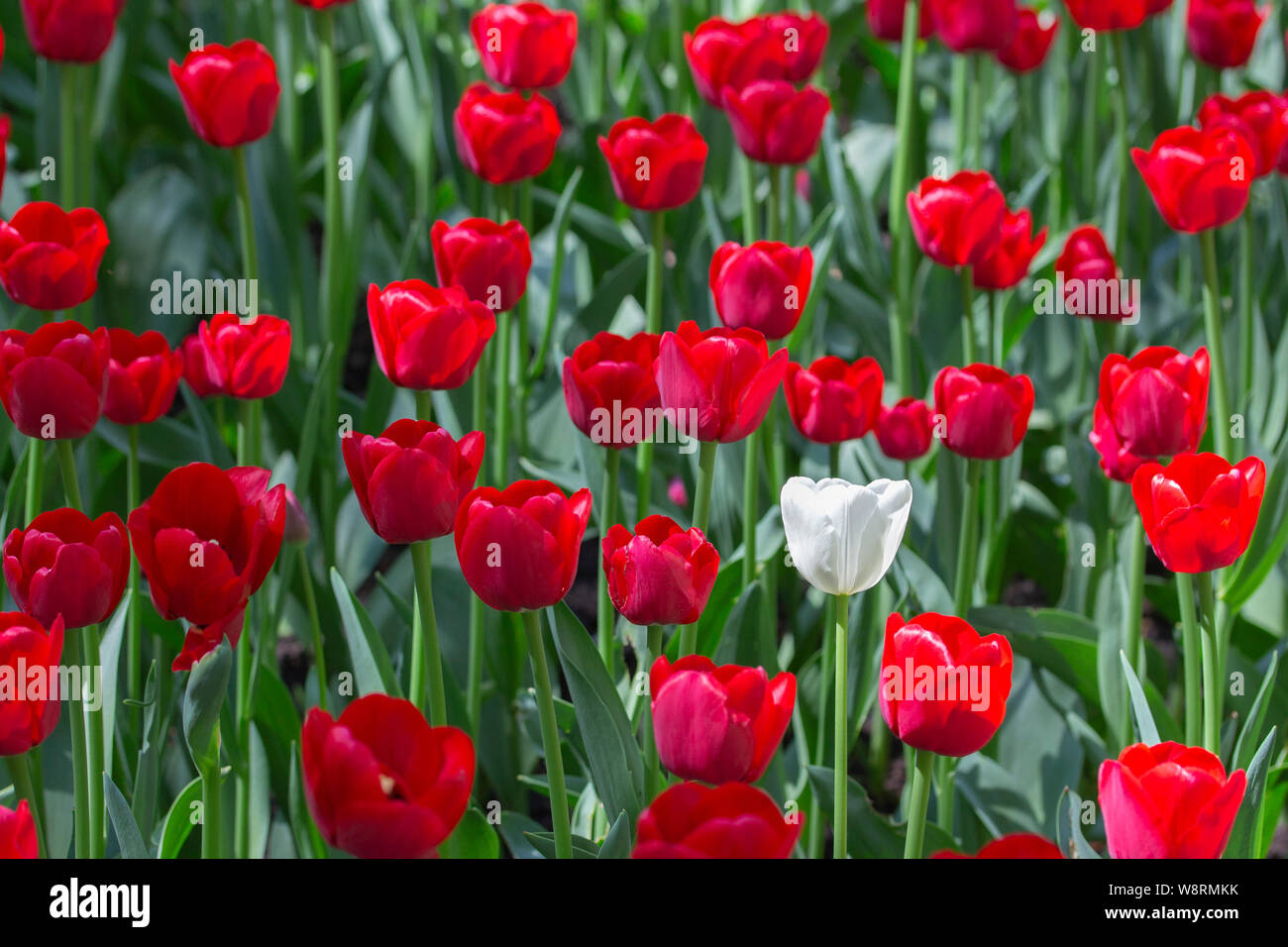 Un único tulipán blanco en una variedad de tulipanes rojos. Concepto de ser  especial, destaque entre la multitud y usted será observado, ser  diferentes. Cuervo blanco Fotografía de stock - Alamy