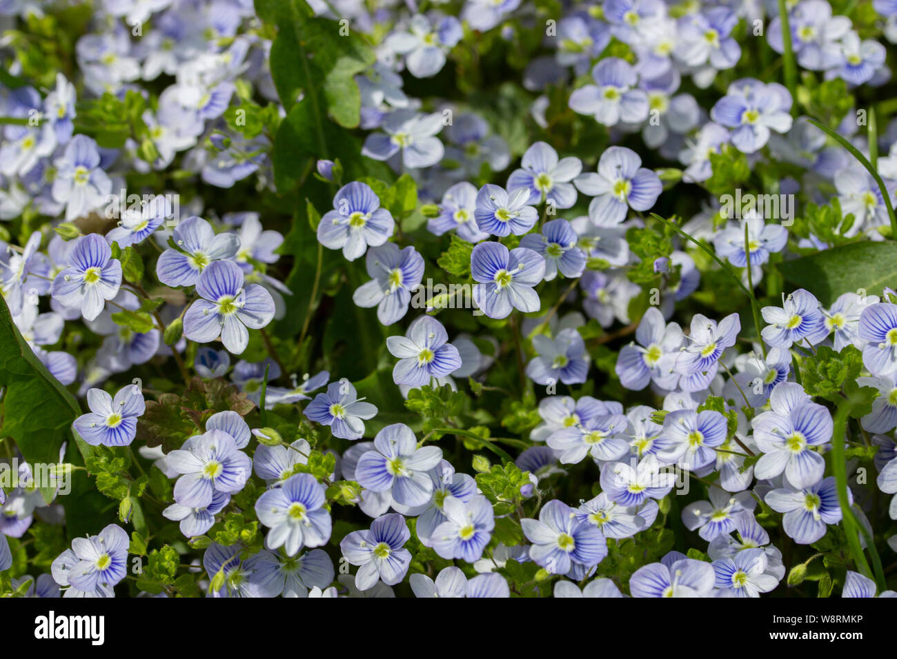 Forget-me-not flores silvestres son suaves azul púrpura blanco con hojas,  papel tapiz de fondo. Un grupo de nomeolvides en la naturaleza, un montón  de Little Blue f Fotografía de stock - Alamy