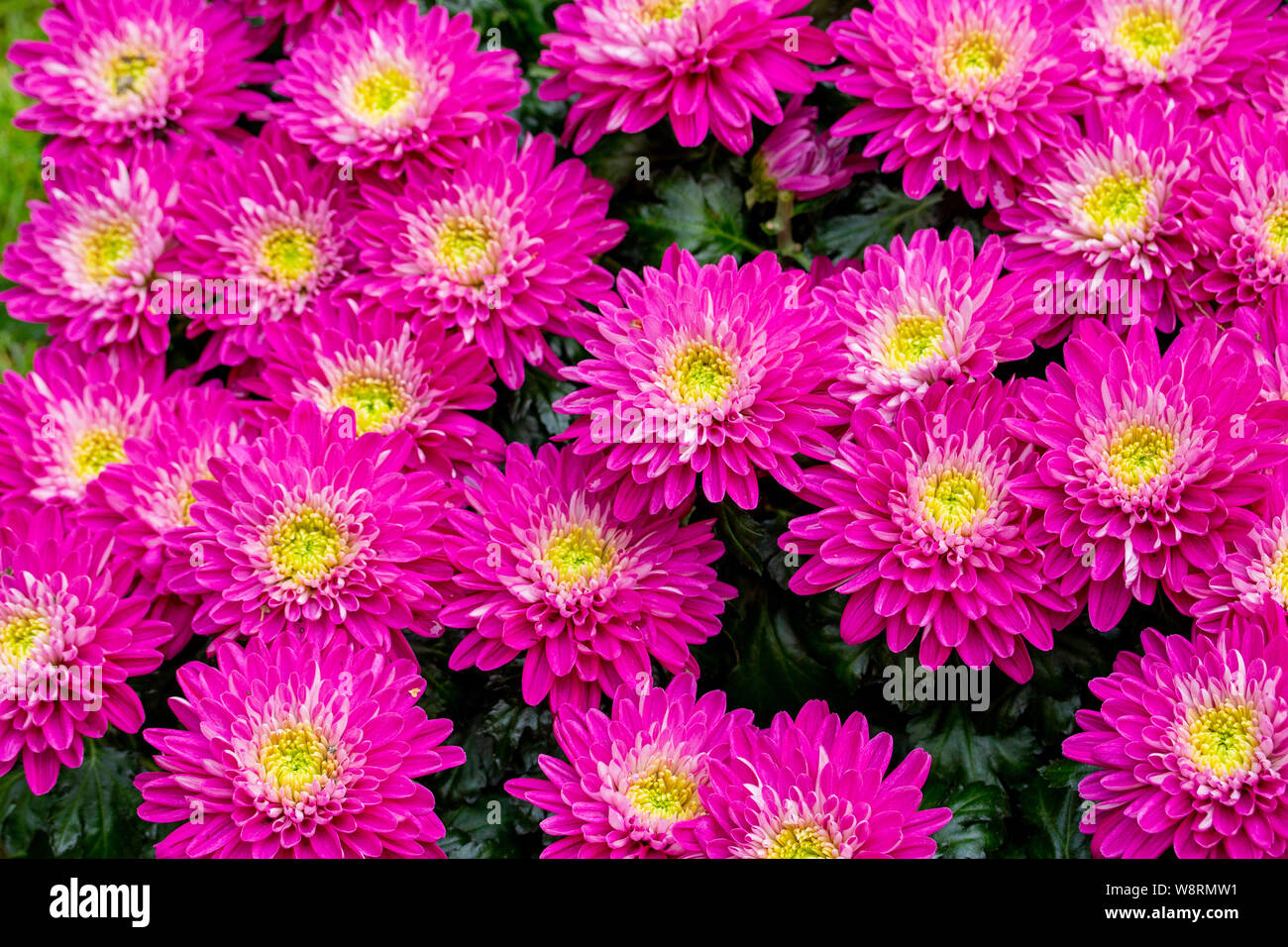 Color rosa púrpura brillante crisantemo Margarita Flores Aster, cerca de la  textura de fondo. Muchos crisantemos rosados con un amarillo medio. Fluffy  bush Fotografía de stock - Alamy