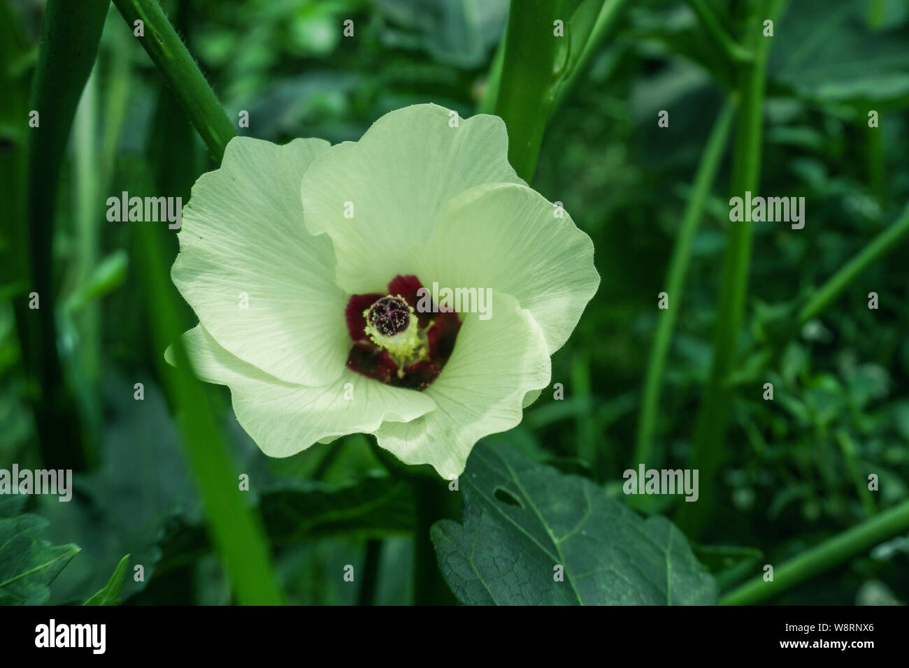 La okra, Abelmoschus esculentus, conocido en muchos países de habla