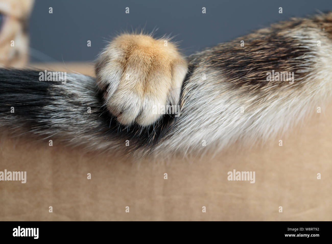 Retrato de Bengala Gato joven divirtiéndose en su caja de cartón Fotografía de stock Alamy