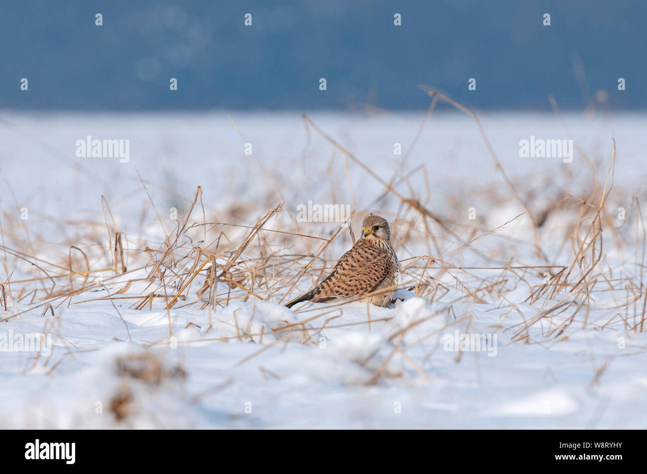 Cernícalo común (Falco tinnunculus) de pie en la nieve y en busca de comida durante la temporada de invierno Foto de stock