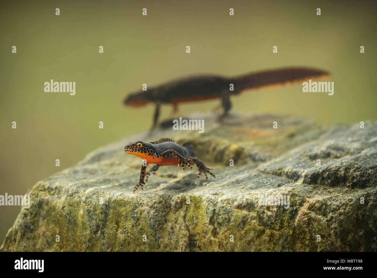 Tritón alpino, Ichthyosaura alpestris, cría en una piscina, en la montaña osogovo montañas. Foto de stock