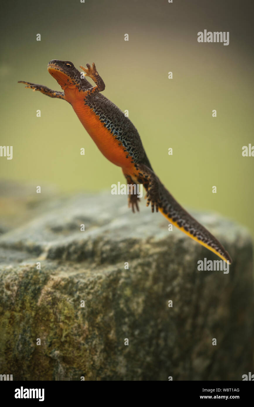 Tritón alpino, Ichthyosaura alpestris, cría en una piscina, en la montaña osogovo montañas. Foto de stock