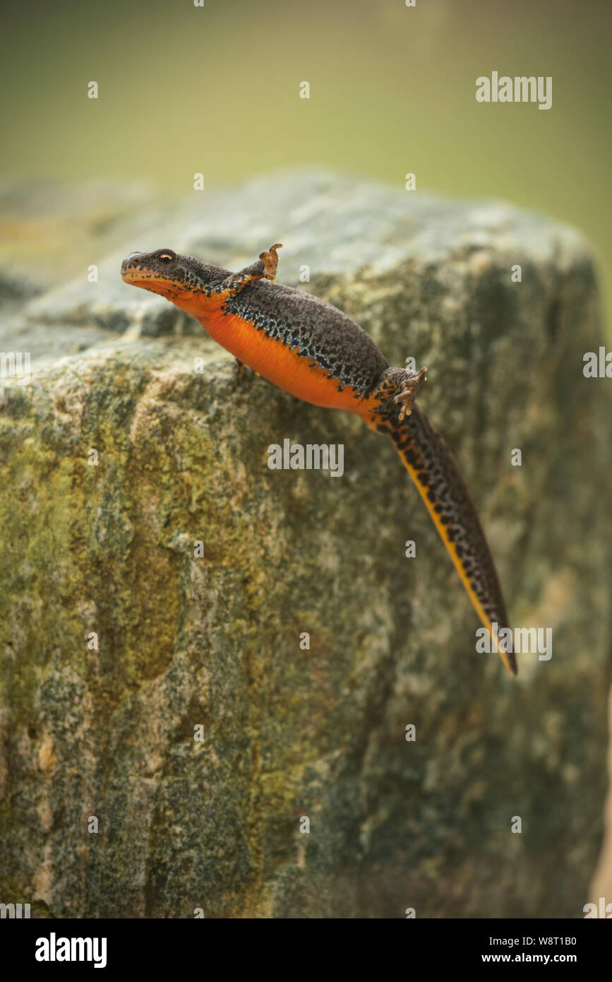 Tritón alpino, Ichthyosaura alpestris, cría en una piscina, en la montaña osogovo montañas. Foto de stock