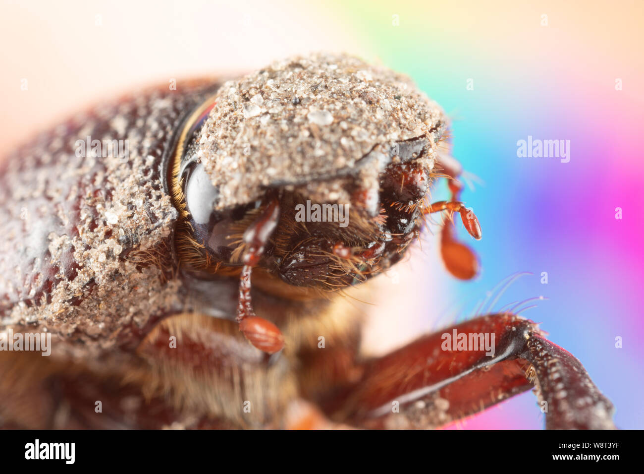Macro Fotografía de un lindo escarabajo de junio con barro sobre su cabeza y cuerpo, grandes ojos, adorable pequeño error inocente Foto de stock