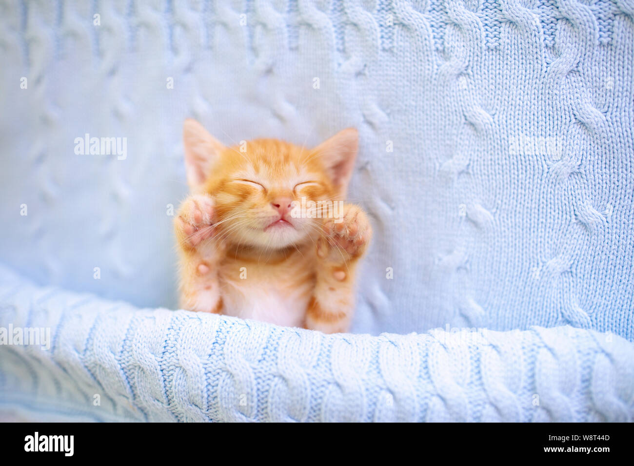 Gato bebé durmiendo. Jengibre gatito en la cama bajo una manta tejida. El  animal doméstico. Dormir y acogedoras, la hora de la siesta. Home pet. Los  gatos jóvenes. Lindo gracioso gatos en