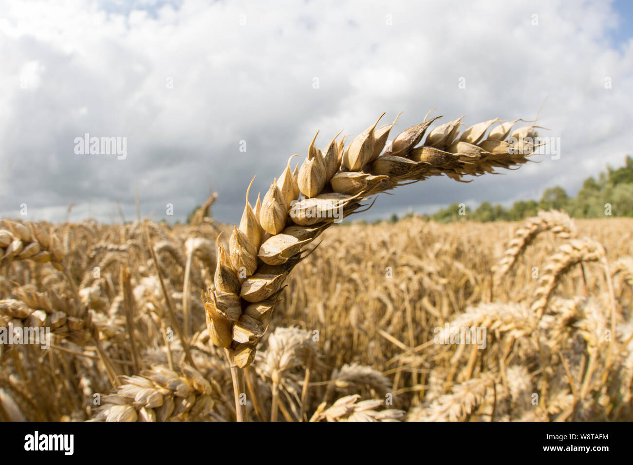 El trigo madura en agosto creciendo cerca de la ciudad de Gillingham en el norte de Dorset, Inglaterra GB Foto de stock