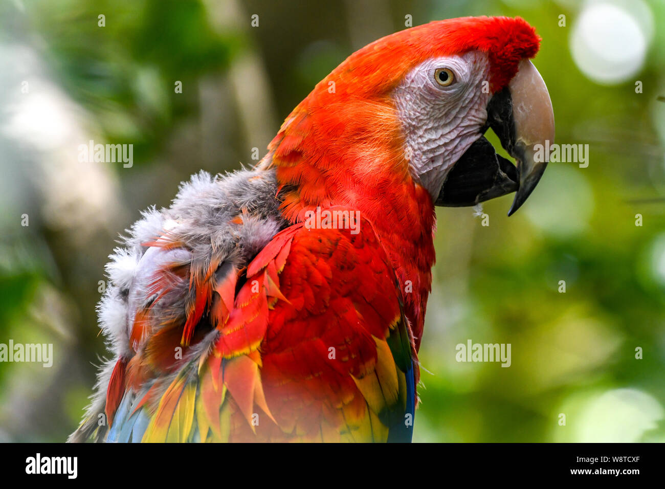 Guacamaya Roja muda / molting closeup - Ara macao muda cerca - América del Sur - loro de plumas de aves muda Foto de stock