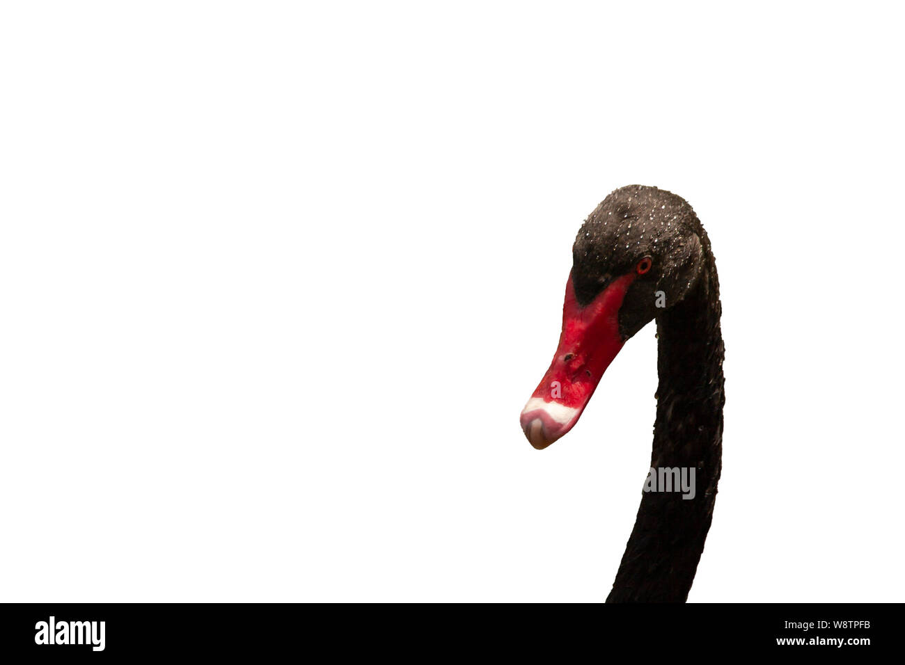 Recorte de un cisne negro cabeza con gotas de agua sobre su cabeza y cuello. El cisne tiene un pico rojo con una punta blanca. Foto de stock