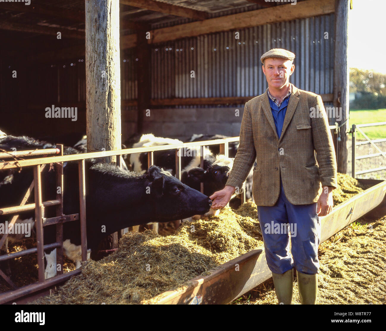 Productor lechero con vacas en el cobertizo ordeñando, Mid Glamorgan, Wales, Reino Unido Foto de stock