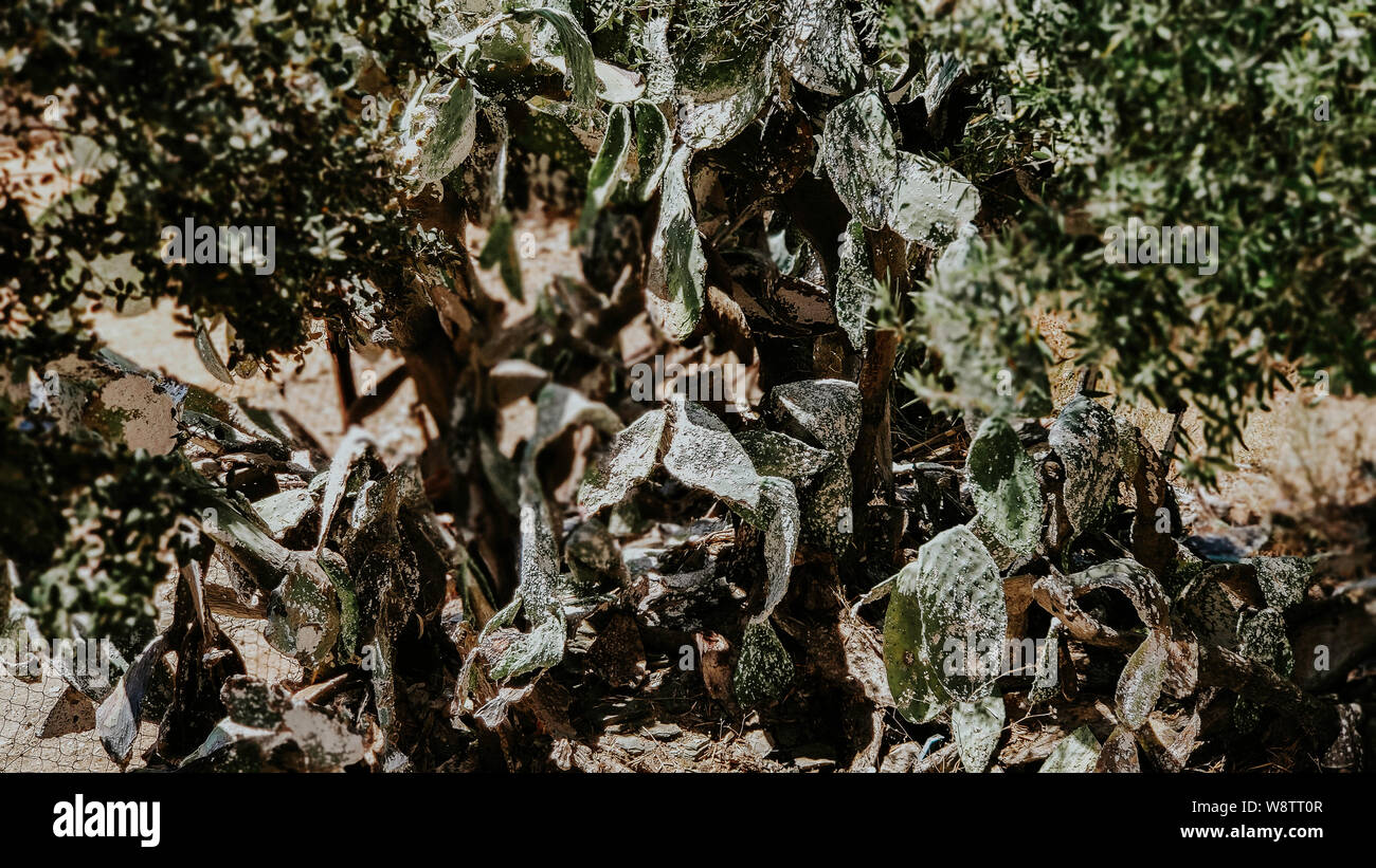 Planta grande cactus Opuntia ficus-indica (también denominada Tuna, Nopal, fig opuntia, Berbería fig, sin espinas, punzante, la chumbera) enfermo después de cochinilla pla Foto de stock