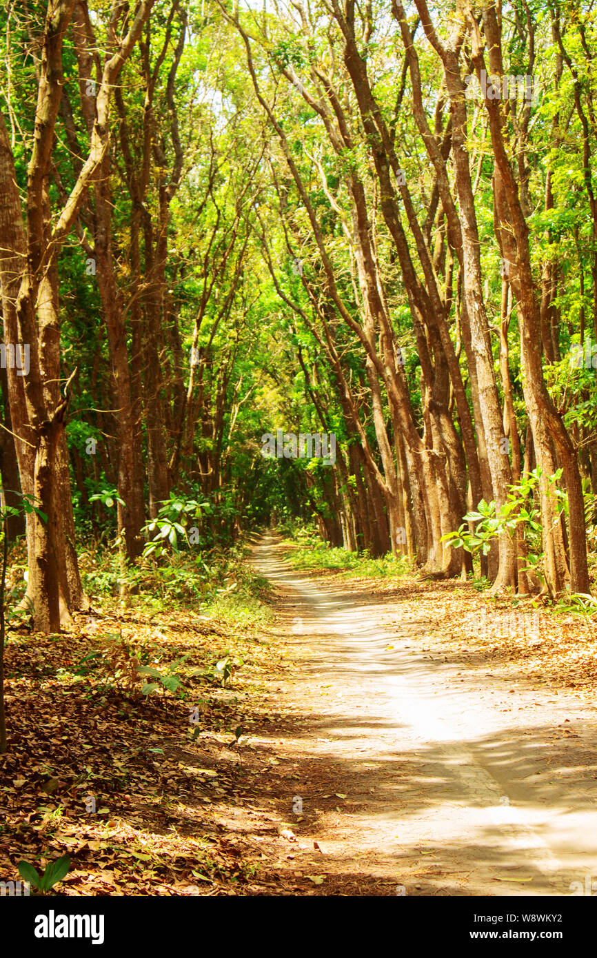Suelo Road en Forrest con brillante sol brillar en la temporada de verano Foto de stock