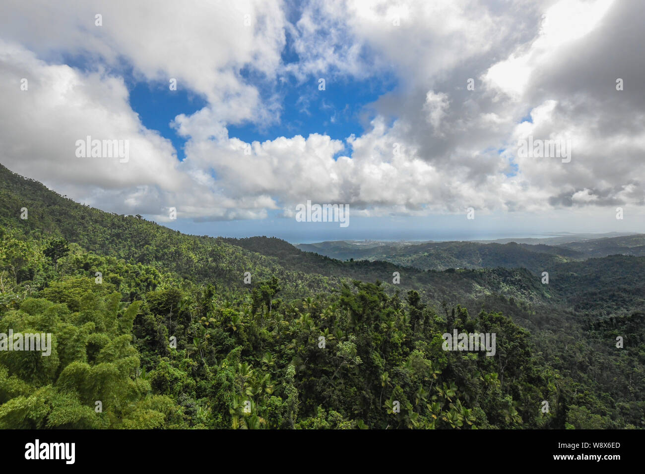 El bosque nacional El Yunque en Puerto Rico - El huracán Maria recuperación ha iniciado en la selva tropical del bosque lluvioso - Jungle flora / selva flora Fotografía de stock - Alamy El bosque nacional El Yunque en Puerto Rico - El huracán Maria recuperación ha iniciado en la selva tropical del bosque lluvioso - Jungle flora / selva flora Fotografía de stock - Alamy