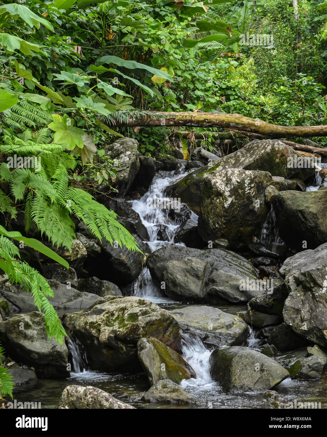 Bonito bosque arroyo con pequeñas cascadas en el Bosque Nacional de El  Yunque Rainforest - - muestra la recuperación de Puerto Rico paisaje desde  el huracán Maria Fotografía de stock - Alamy