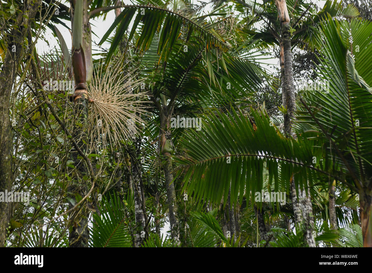 El bosque nacional El Yunque en Puerto Rico - El huracán Maria recuperación  ha iniciado en la selva tropical del bosque lluvioso - Jungle flora / selva  flora Fotografía de stock - Alamy