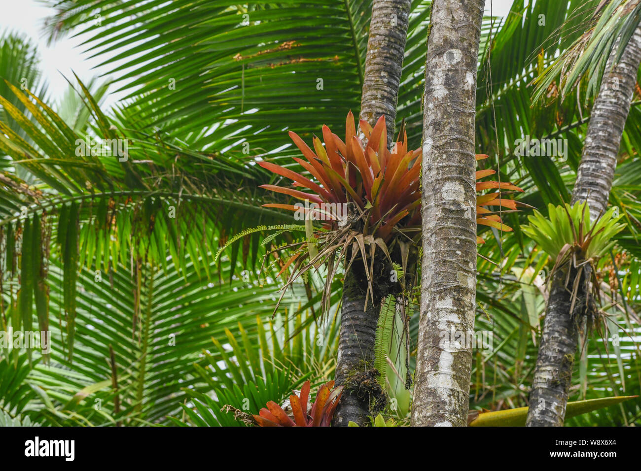 El bosque nacional El Yunque en Puerto Rico - El huracán Maria recuperación  ha iniciado en la selva tropical del bosque lluvioso - Jungle flora / selva  flora Fotografía de stock - Alamy