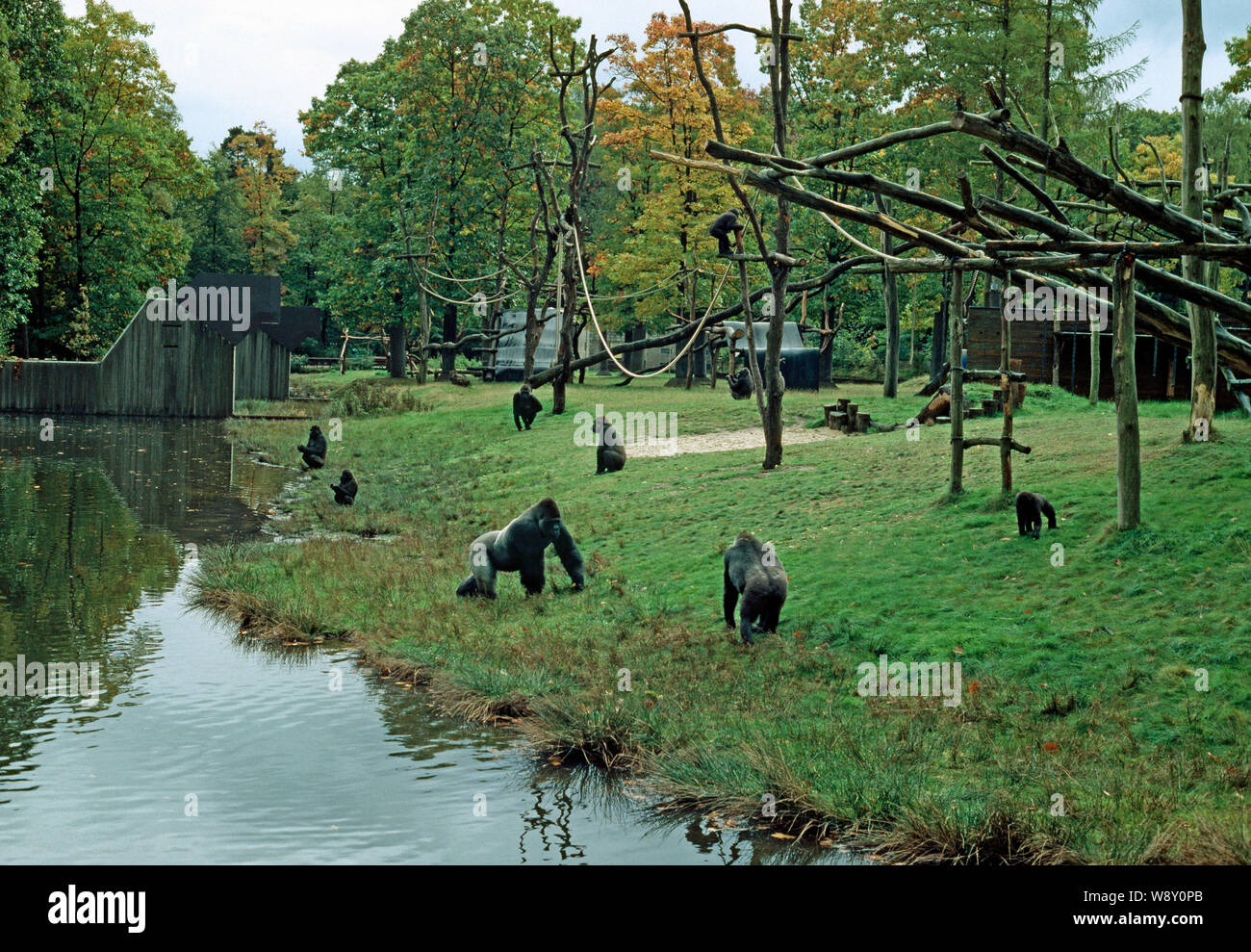 Gabinete de gorila en zoológico holandés buen diseño moderno, incluyendo el enriquecimiento ambiental. Zoo de primates Apenheul Apeldorn, Holanda Foto de stock