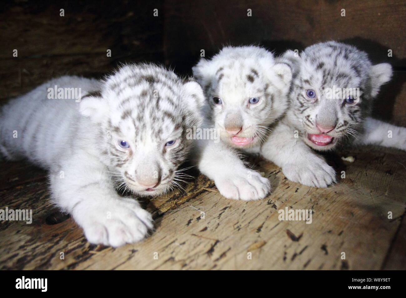 Cachorros de tigre blanco fotografías e imágenes de alta resolución - Alamy