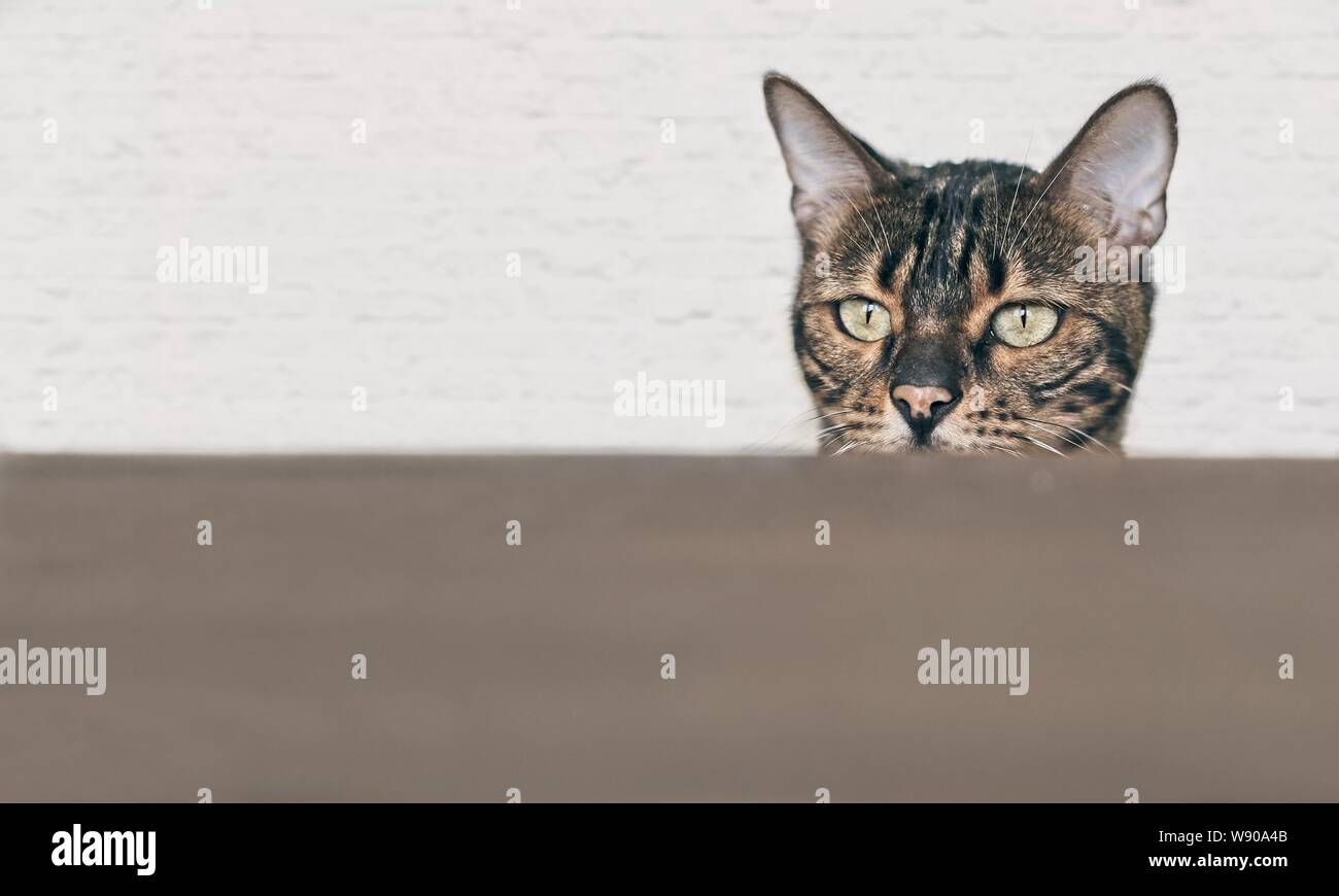 Curioso gato de Bengala en busca de comida en la mesa. Imagen horizontal con espacio de copia. Foto de stock