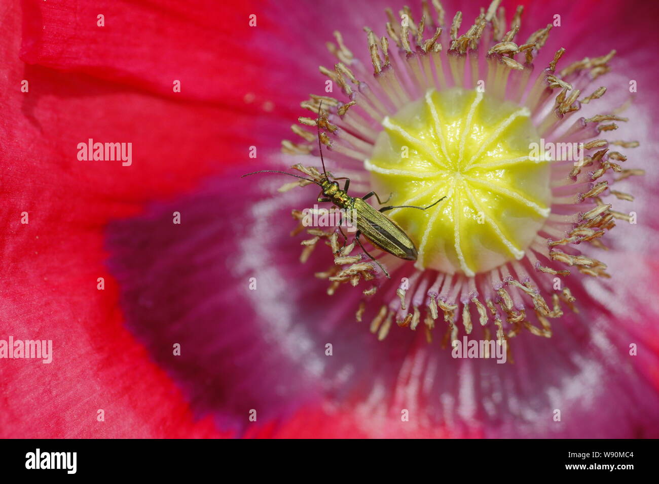 Patas gruesas Beetle - Flores Flor de adormidera Oedemera nobilis Essex, Reino Unido EN001094 Foto de stock