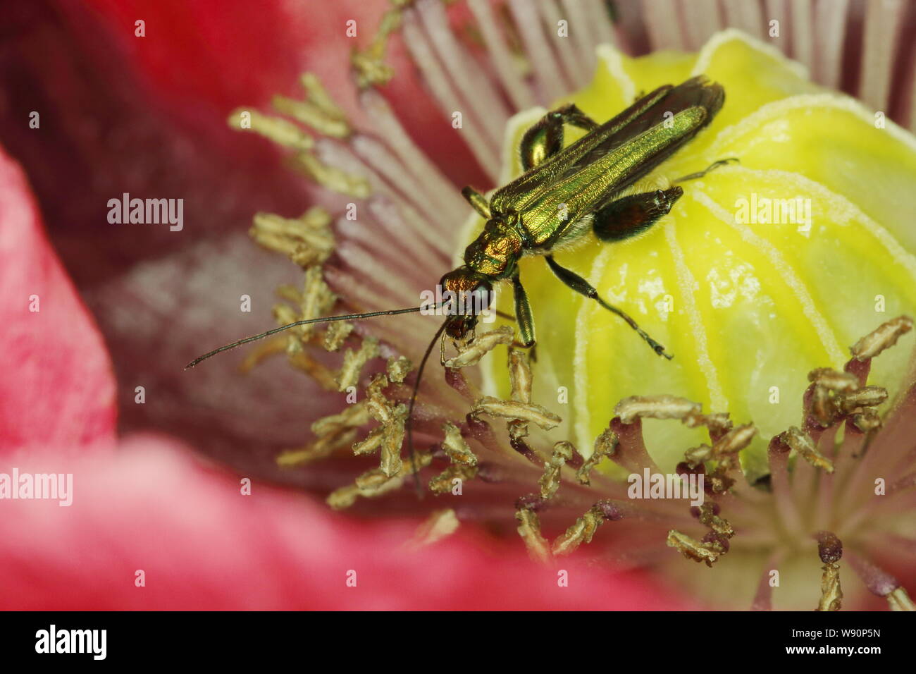 Patas gruesas Beetle - Flores Flor de adormidera Oedemera nobilis Essex, Reino Unido EN001102 Foto de stock
