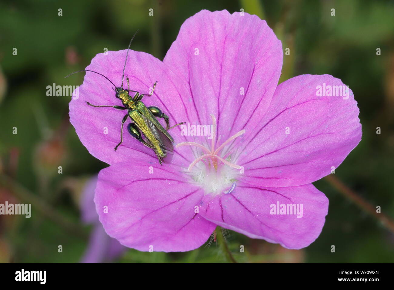 Patas gruesas Beetle - Flor de geranio flor Oedemera nobilis Essex, Reino Unido EN001119 Foto de stock