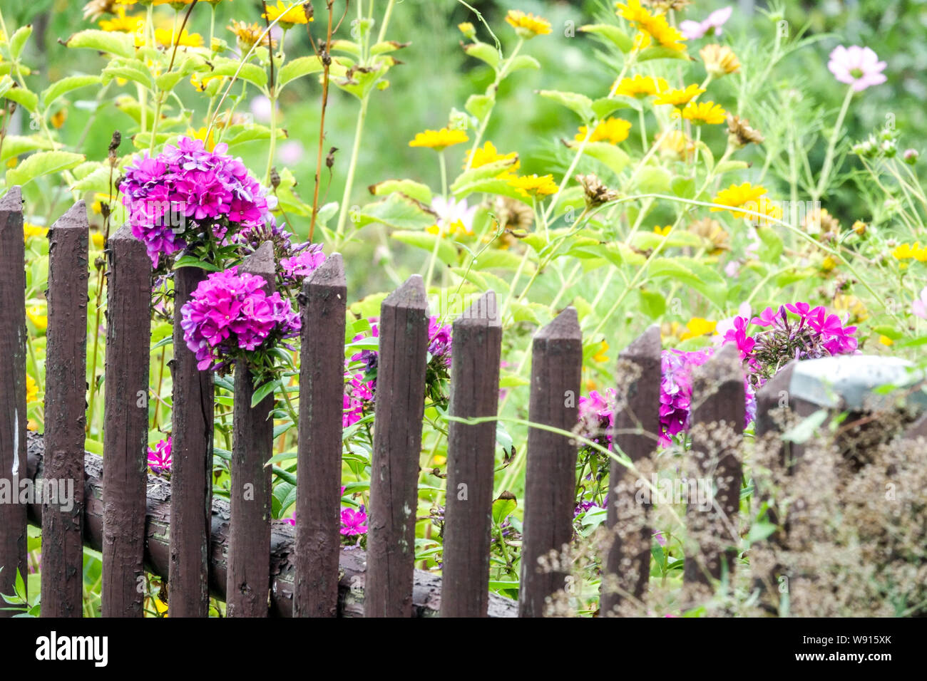 Cerca de jardín de colores, valla de madera antigua, flores violeta flox agosto, jardín rural Foto de stock