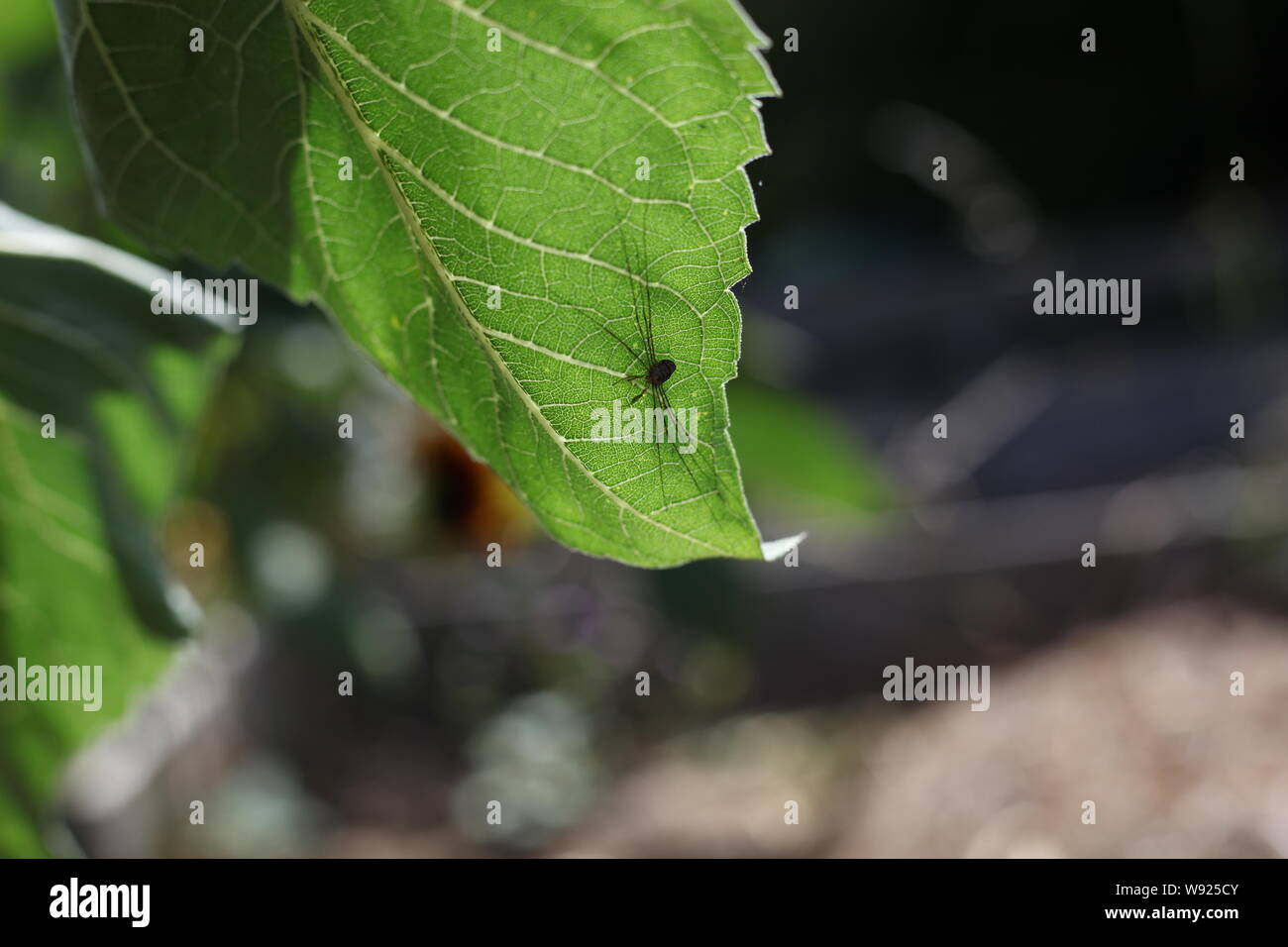 El hábitat de la fauna silvestre - Spotlight sobre especies de insectos británico - una araña cosecha común pone en espera de su presa debajo de la hoja verde. Foto de stock
