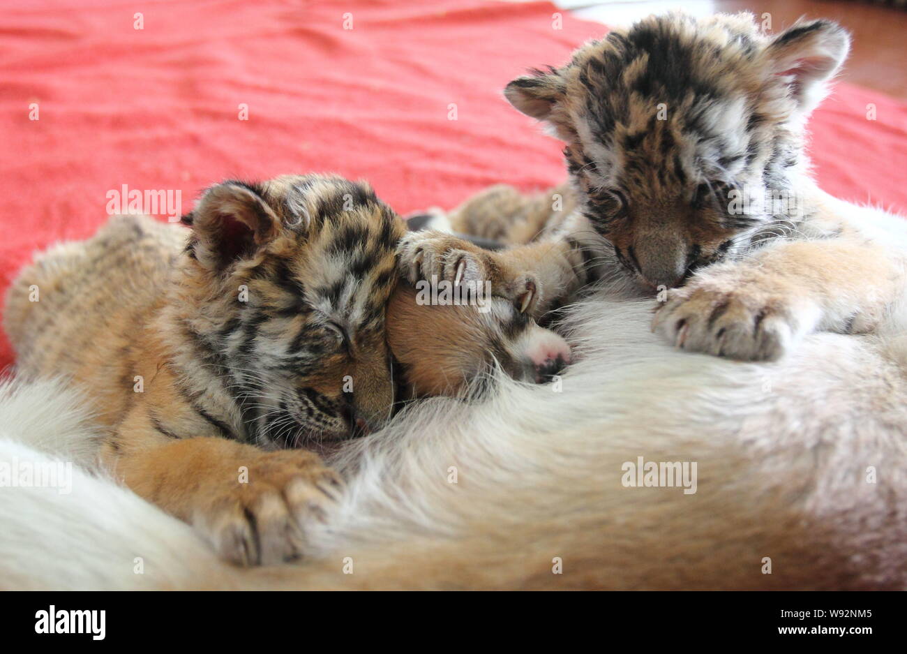 Dos Cachorros De Tigre Siberiano Y El Bebe Los Perros Son Amamantados Por Una Madre Perro En Hangzhou Safari Park En La Ciudad De Hangzhou Provincia De Zhejiang China Oriental 22 Decemb Dos Cachorros De Tigre Siberiano Y El Bebe Los Perros Son Amamantados Por Una Madre Perro En Hangzhou Safari Park En La Ciudad De Hangzhou Provincia De Zhejiang China Oriental 22 Decemb