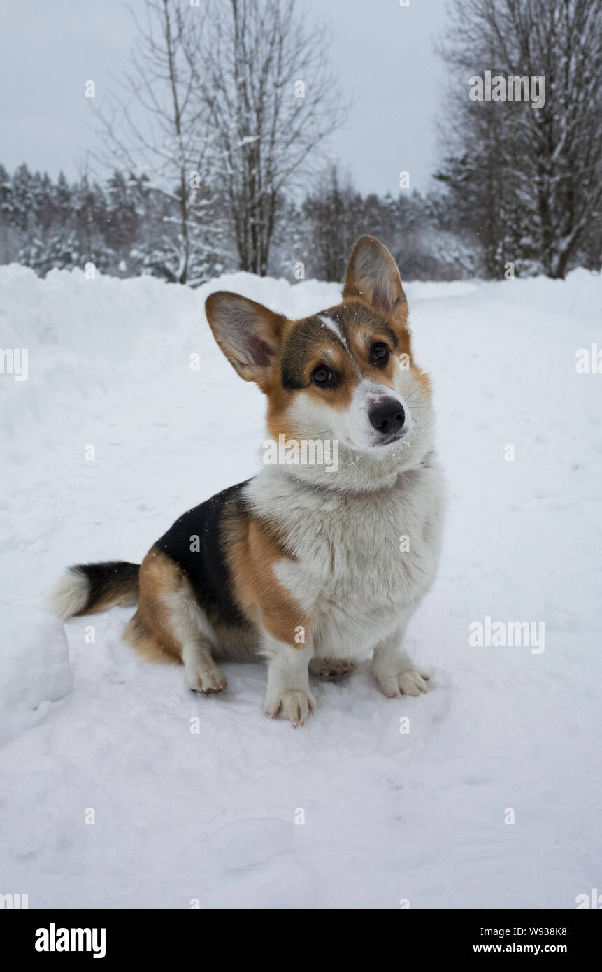 Welsh Corgi pembroke perro en el bosque de invierno, la nieve, el frío, Rusia Priozersk Foto de stock