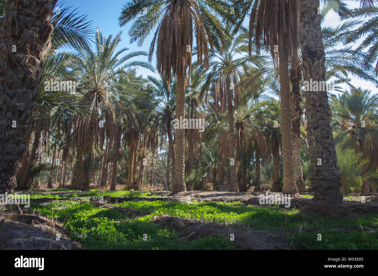 Plantación de palma africana en Nefta oasis, Túnez. La fecha palmeras que crecen en el desierto del Sahara en oasis. Foto de stock
