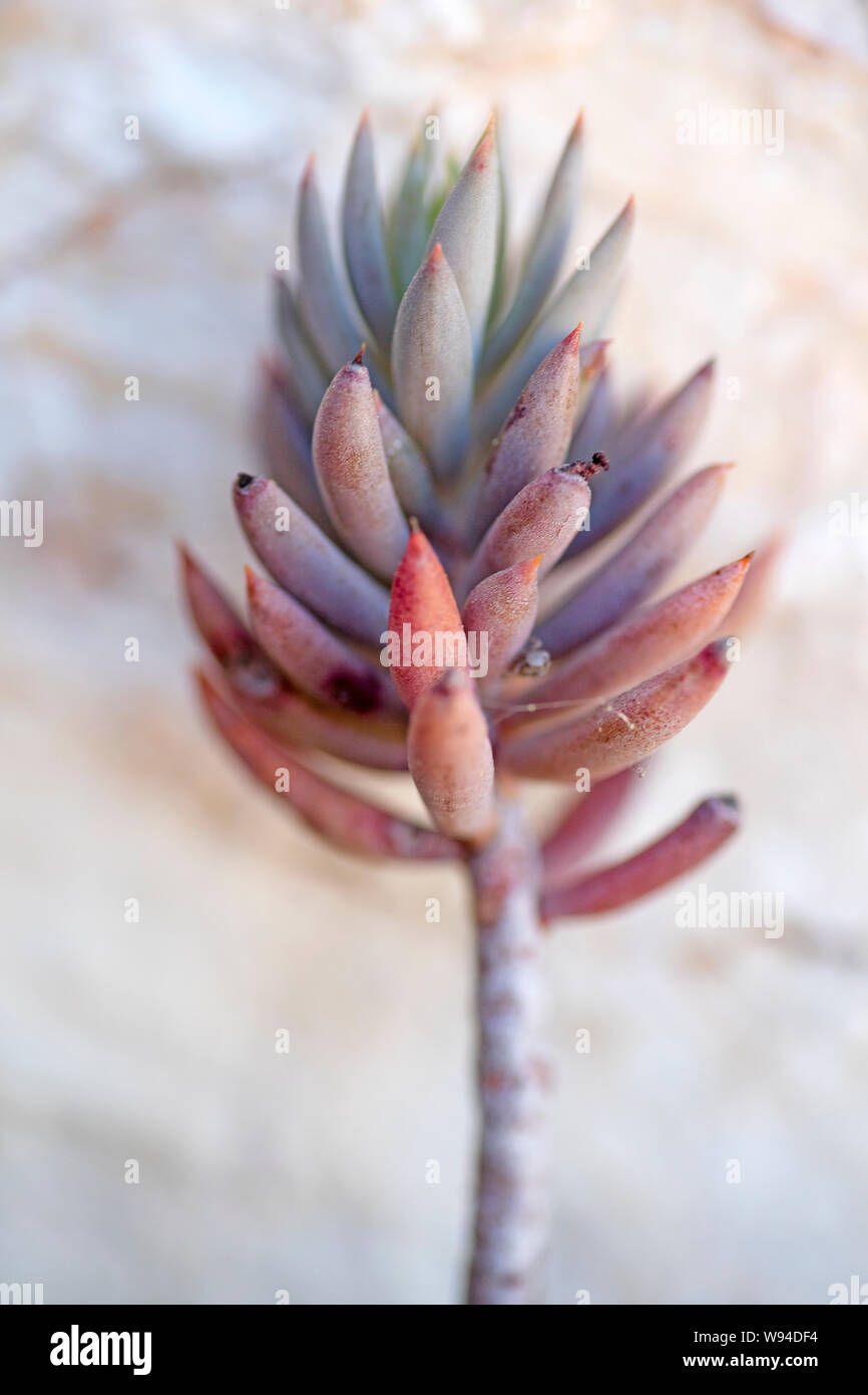 Flor silvestre macro sedum sediforme crassulaceae 59 megapíxeles identidad botánica Foto de stock