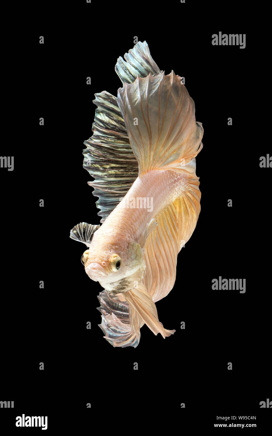Movimiento del arte cerca de Betta peces o la lucha contra los peces  siameses aislado sobre fondo negro Fotografía de stock - Alamy