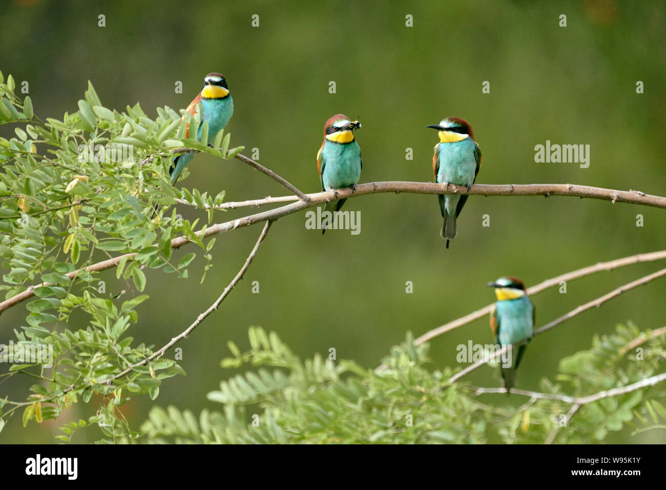 Cuatro pájaros abejorros europeos encaramados en una rama verde Naturaleza (Merops apiaster) Foto de stock