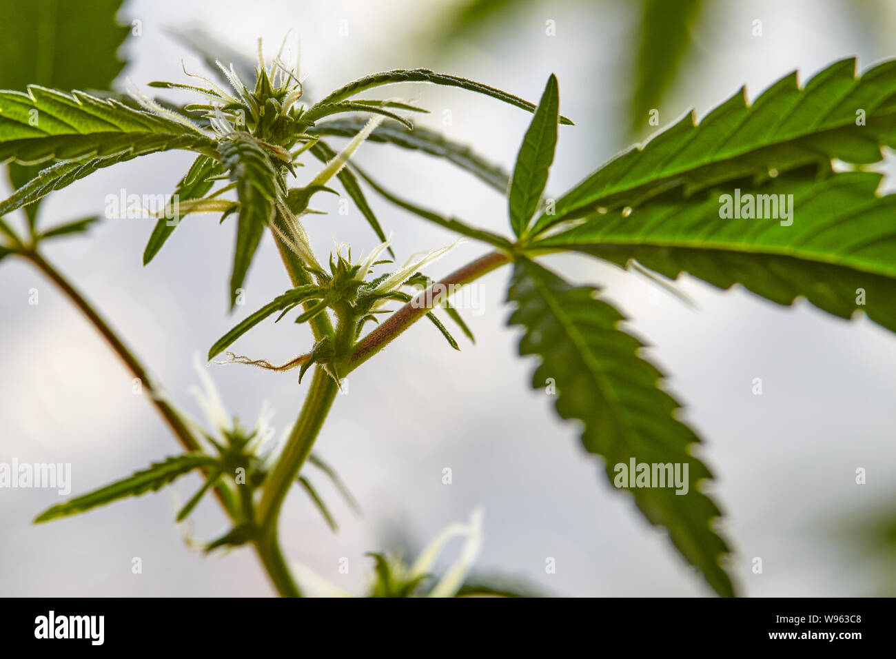 Fotografía macro de conos de plantas de marihuana o cannabis, la maleza en  potes en casa sobre el alféizar de la ventana de la casa sobre el telón de  fondo de las