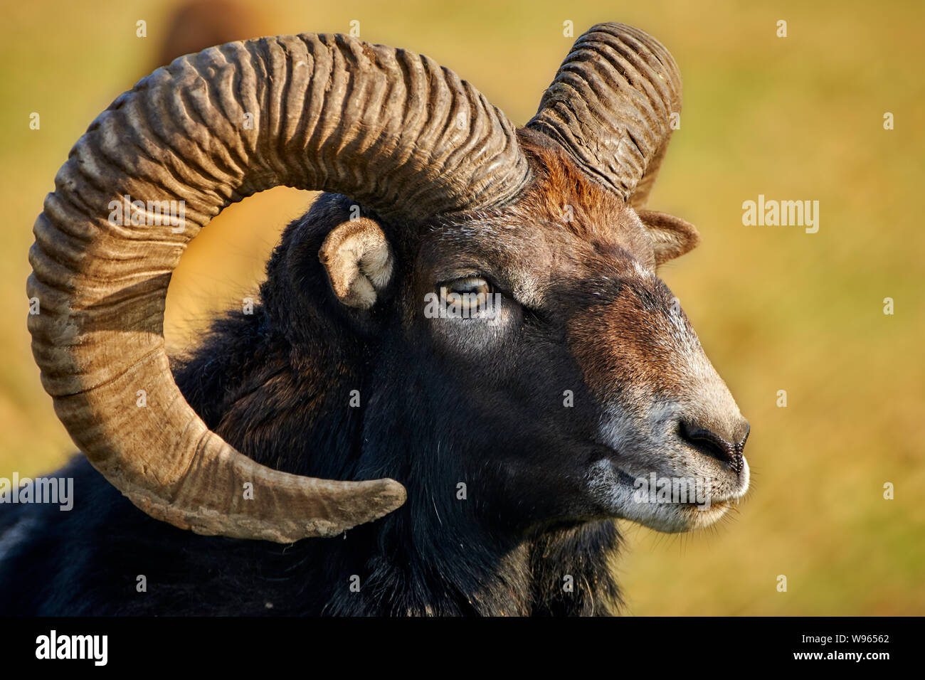 Vista lateral de una cabeza de Mouflon, Ovis Aries Musimon. Foto de stock