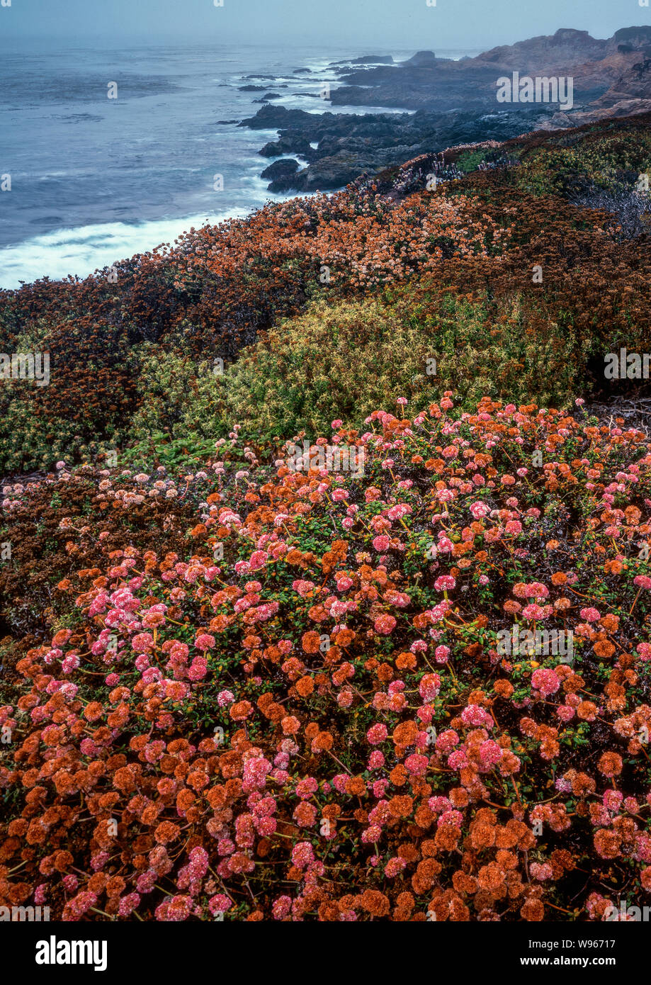 El trigo sarraceno, niebla costera, Soberanes, Garrapata State Park, Big Sur, el Condado de Monterey, California Foto de stock