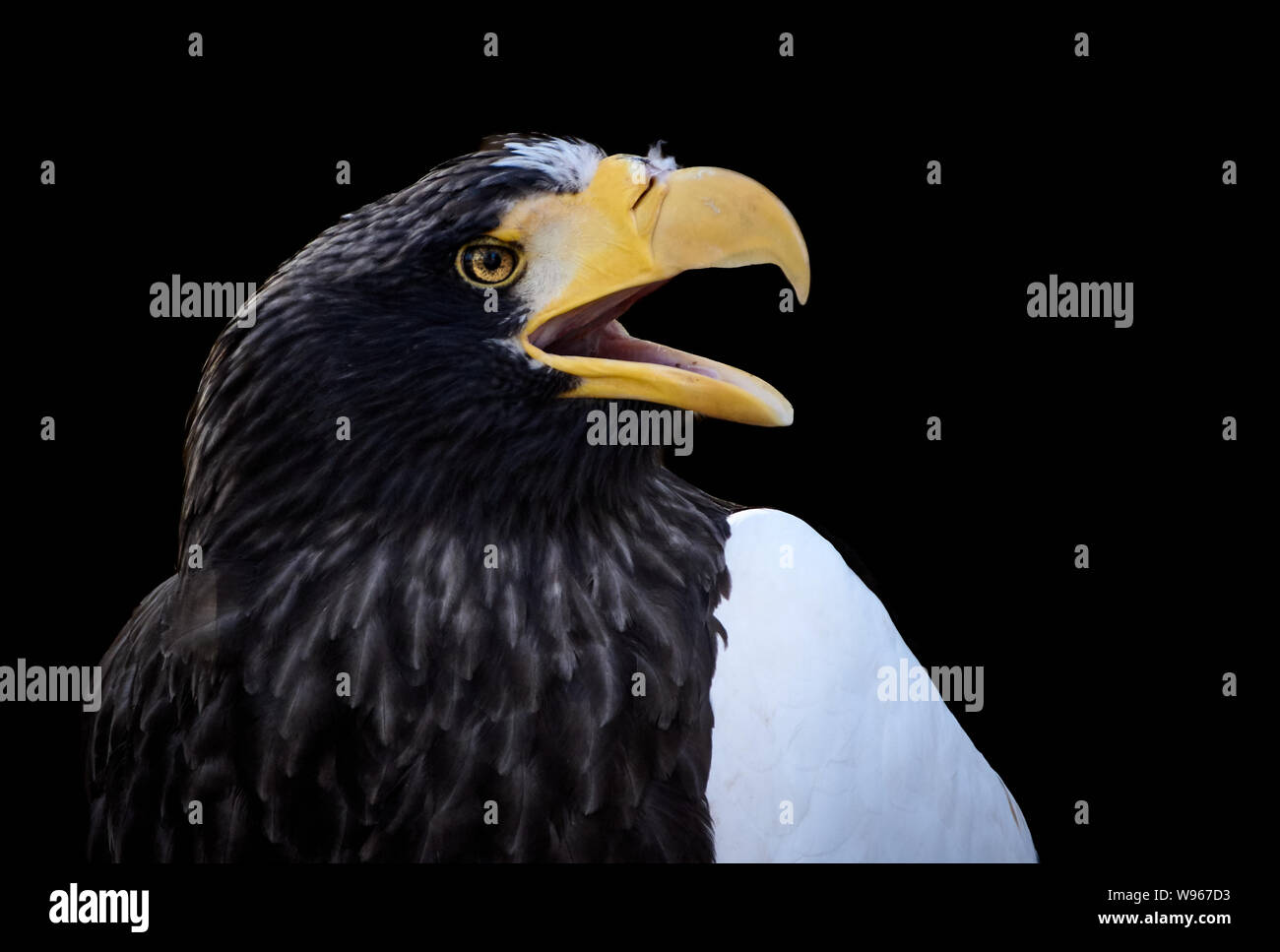 Retrato de un águila vista gigante gritando contra fondo negro (Haliaeetus pelagicus) Foto de stock