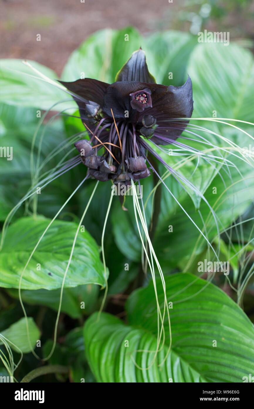 Flor de murciélago negro fotografías e imágenes de alta resolución - Alamy Flor de murciélago negro fotografías e imágenes de alta resolución - Alamy