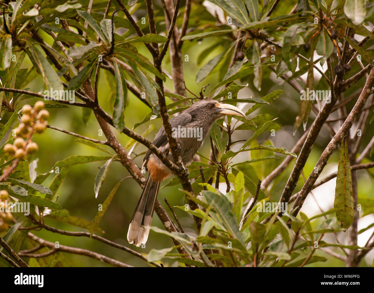 Adulto gris de Malabar, Bucero Ocyceros griseus, encaramado en la rama, endémica de Western Ghats, Dr. Salim Ali Bird Sanctuary, Kerala, India Foto de stock