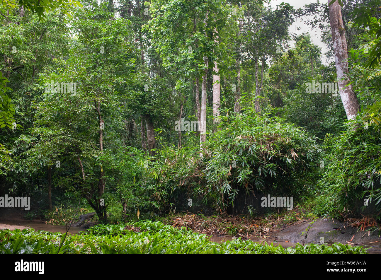 Las tierras bajas deciduos y semi-húmedo bosque siempreverde planta y sotobosque durante la temporada del monzón, el distrito de Ernakulam, Western Ghats, Kerala, India Foto de stock