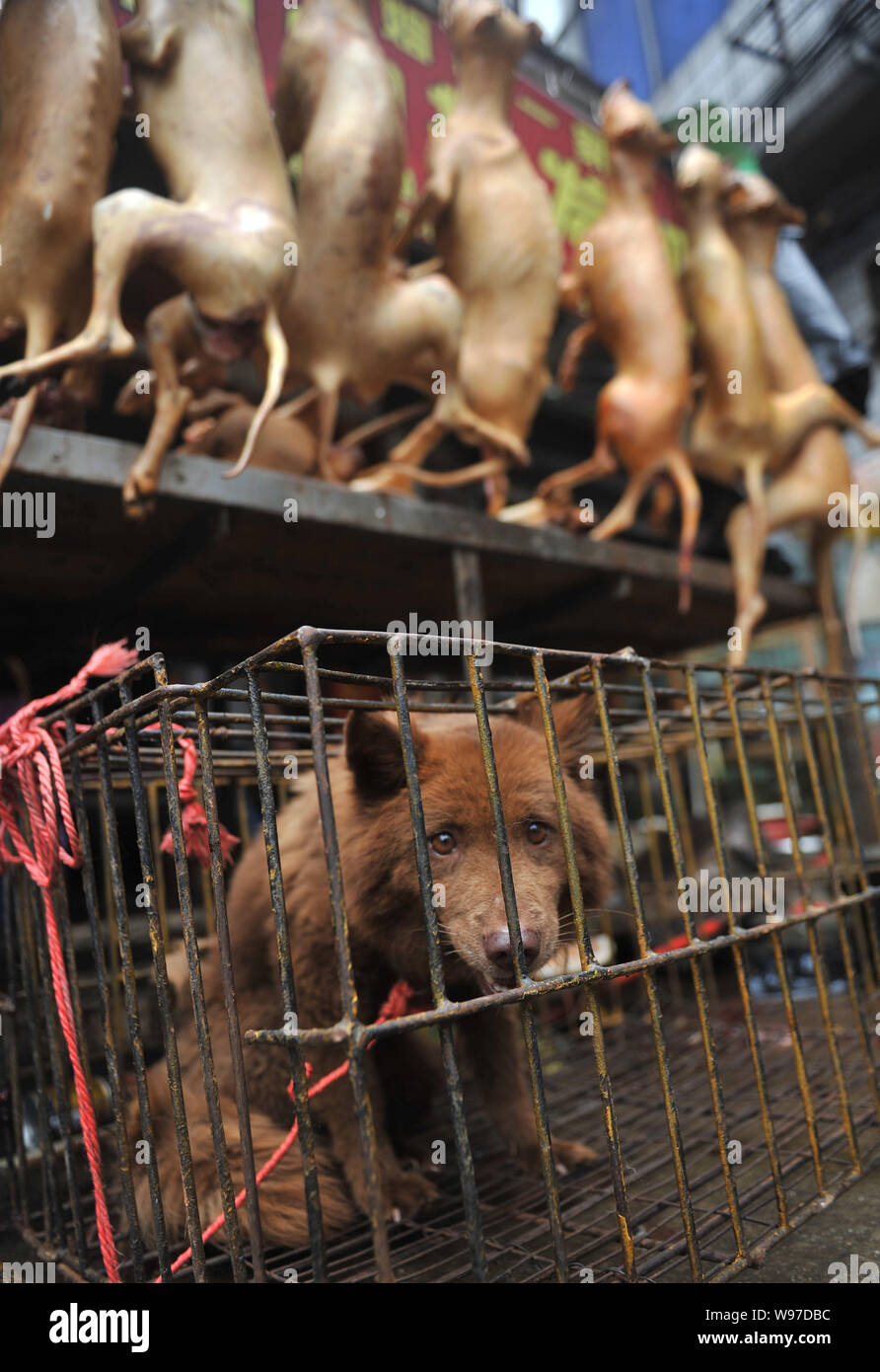 capacidad Abundante Picasso Un perro muerto se encuentra enjaulado en perros muertos para ser comidos  en un mercado libre en Yunlin Chinas city, al sur de la región autónoma de  Guangxi Zhuang, el 21 de