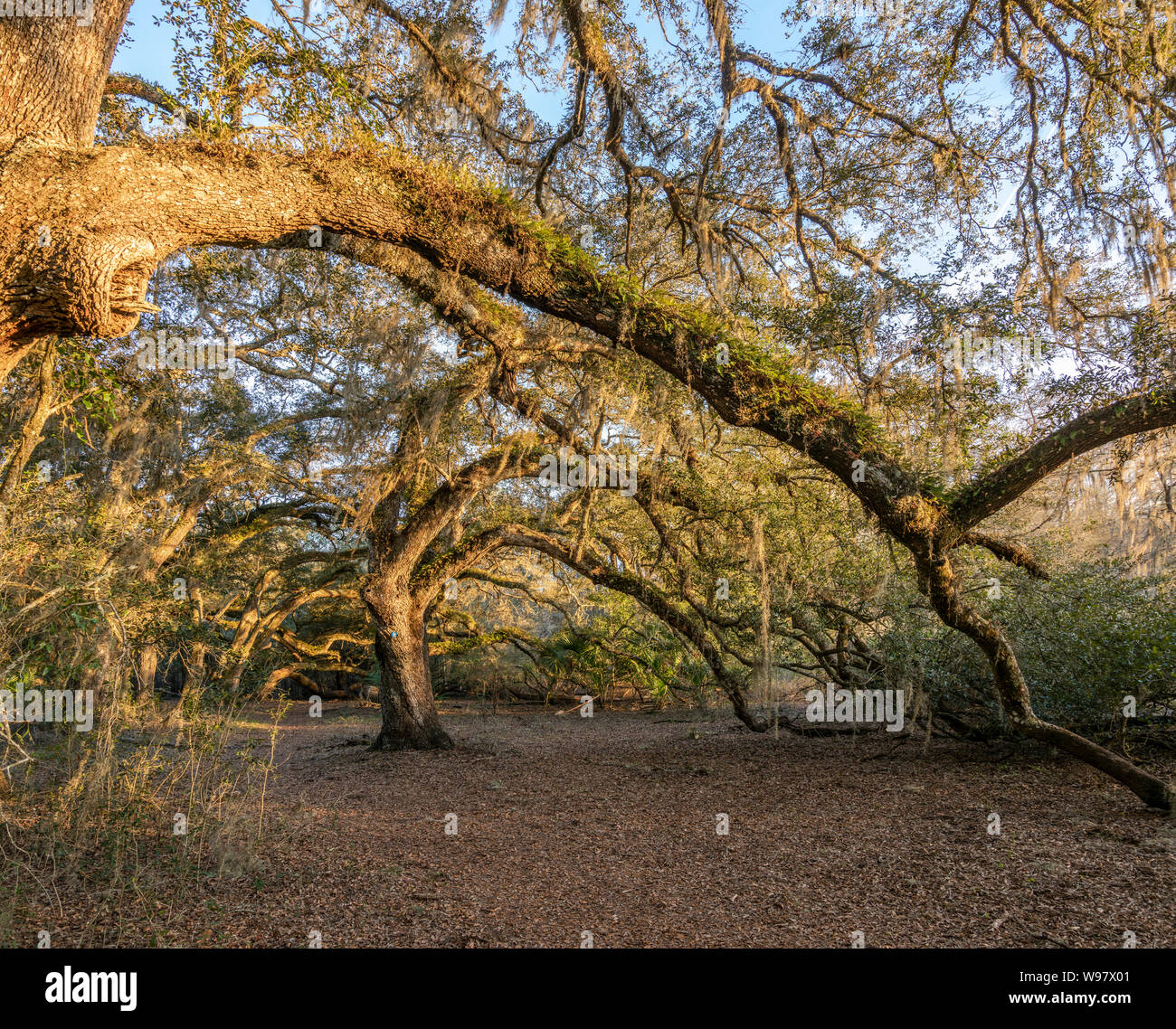 Live Oak Tree Canopy cubriendo path en Indian Lake State Forest, Florida Foto de stock