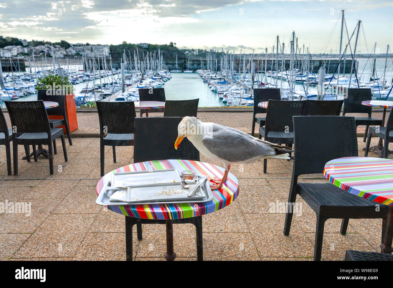 Una Gaviota en una mesa de restaurante a comer bizcochos deja en una  bandeja de comida hermosa vista de puerto de mar con vistas al puerto  deportivo desde el restaurante Fotografía de