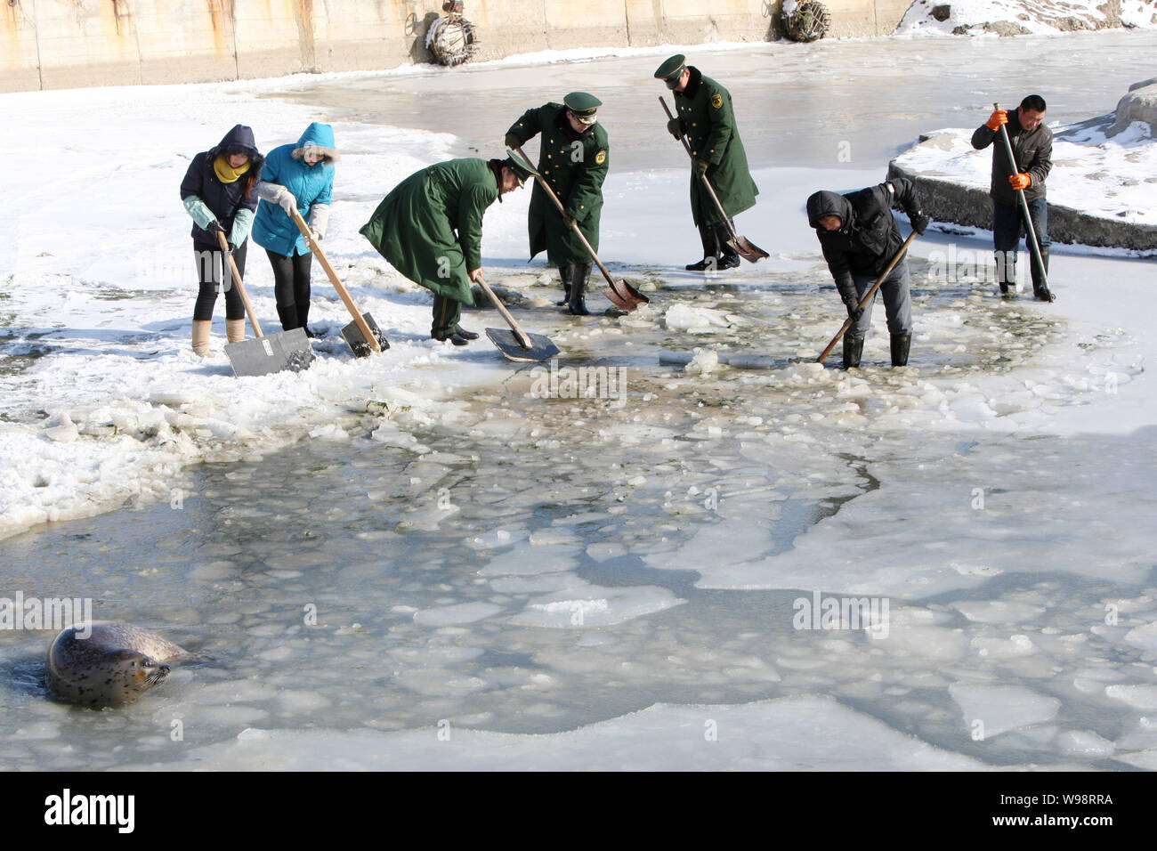 Los trabajadores chinos romper los témpanos de hielo flotando sobre un lago helado para liberar harbor seal varados en el lago en el Dongpaotai escénico en la ciudad de Yantai, Foto de stock