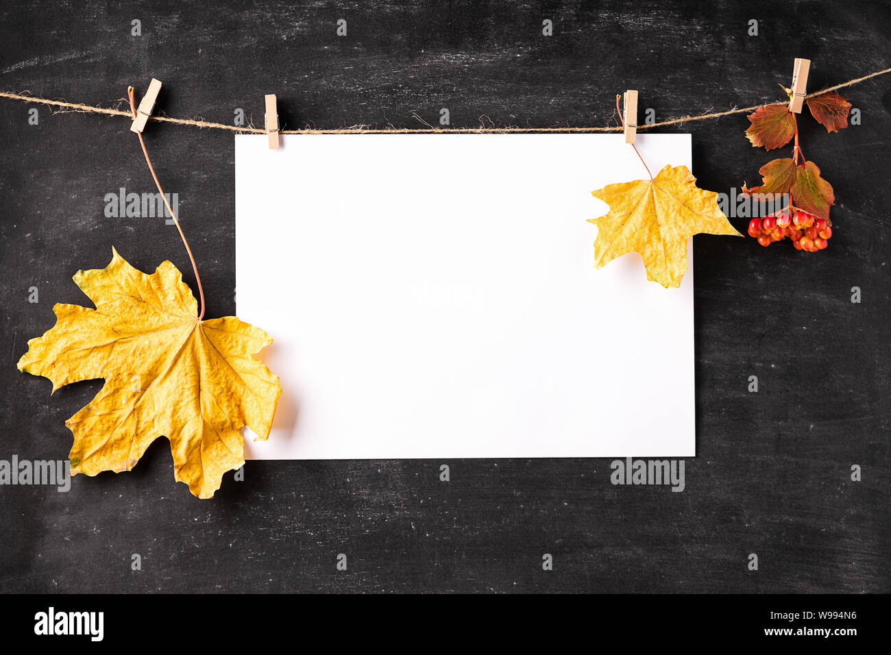 Vaciar la hoja blanca de papel y hojas secas cuelgan de broches en una  pizarra negra. Concepto de otoño. Copie el espacio Fotografía de stock -  Alamy